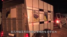 牛从小马厩被主人带回家，高兴得打起滚，眼眶都红了