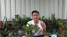 8月了，蟹爪兰养法快转换，否则开花比别人晚