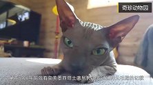 加拿大无毛猫斯芬克斯猫