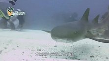 世界上最大的鲨鱼，体长超过20米，鲸鱼是它的食物！