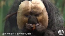 世界上最强悍的猿猴，以山林中的毒野果为食，就是长的有点丑！