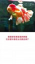 金鱼的记忆只有7秒？你快告诉我，灭霸是怎么死的！