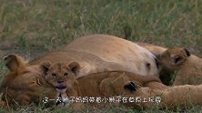 鬣狗咬死狮子幼崽，遭到狮群疯狂报复，场面十分激烈