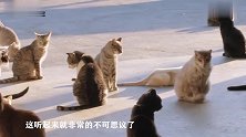 67岁女子与1000只猫共同生活，原因令人动容