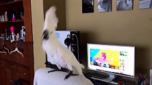 鹦鹉跟着音乐跳舞视频