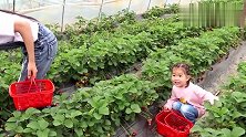 带宝宝去摘草莓，小孩摘没成熟的草莓，大人竟然给小孩自己吃