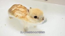小兔掉进洗手池，主人正急着要去捞，下一秒却楞在当场！