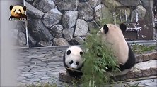 熊猫妈妈亮出超萌背影打算圈粉一波，熊孩子不甘心，也要来抢个镜