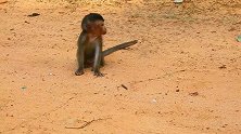 一只孤独的小猴子，等待它的只有无尽的饥饿与恐惧！