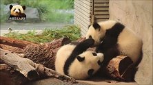 软绵绵的熊猫宝宝梦圆又在欺负哥哥了，两个小家伙可爱得不像话