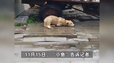 女子借狗给剧组当群演，电影杀青下落不明，《忠犬八公》导演：曾与借狗者共事