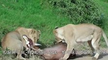 6只狮子围攻1只豪猪，结果无从下口，豪猪：想玩“狮子借箭”？