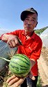 这条视频不带货。想吃庞各庄西瓜的朋友可以直接开车过去采摘。联系北北的好朋友庞各庄西瓜