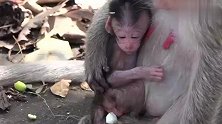 猴宝很难受，找不到喝奶的地方