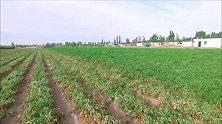 中国：现代化收西红柿，西北大面积种西红柿，生产番茄酱出口全球