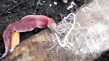 这种生物的生命力有多强？才一滴唾液落地，就立马“遍地开花”！