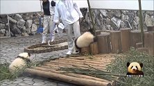 熊猫宝宝伸长脖子去咬奶爸的衣服，结果却出了糗，这下尴尬了