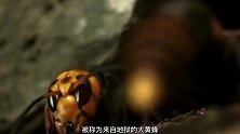 号称世界第一毒蜂，能把黄蜂撕开，镜头记录这一幕