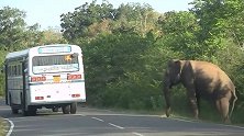 货车拉着大象在路上狂奔，眼前突然出现红灯，下一秒千万憋住笑