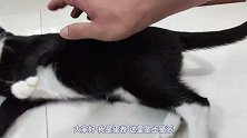 天生吸猫体质的铲屎官，又“勾引”一只小小狸花猫过来