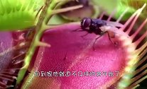 男子买了一株捕蝇草，迫不及待的将手伸了进去，捕蝇草迅速合拢！