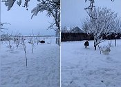 雪地赛跑！俄罗斯一只宠物狗雪地里被一只鸸鹋追着跑