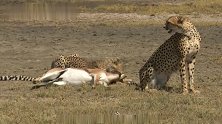 猎豹妈妈捕获羚羊，活着带回来，给幼崽练手