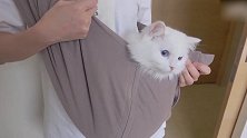 被装进袋子里的猫咪，这么呆萌的模样，真可爱！