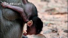 小猴超可爱，这么小就学会吐舌，真是太逗了！