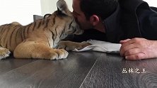 看男子带小老虎，不愧名副其实奶爸一名！