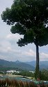 人家开门见山我是开门见山又见树