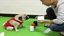 可爱的斗牛犬，一心一意护着自己骨肉！