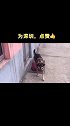 2020年1月10号起，深圳市限养名单中不再有中华田园犬。人类的文明永远都在我们身边关注流浪犬