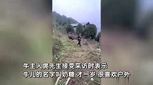 男子养牛宠上天，自己犁地让牛在旁撒欢，满眼宠溺：它才一岁，等大点再干活