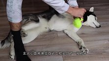 铲屎官假扮成雪狼，悄悄来到哈士奇身边，下一秒千万别笑