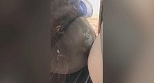 英国：一只猩猩幼崽隔着玻璃反复亲吻孕妇肚子