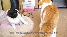 往杯子里放了颗干粮，2只猫咪的不同反应，快把主人笑晕了！