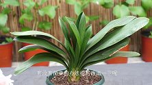 君子兰叶片不匀称，用这1物，能有效矫正，还不伤到叶片