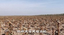 内蒙向日葵收割接近尾声，工人们真能干，500亩地几天就拿下