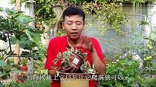 球兰换盆一气呵成，只要掌握“小技巧”，恢复生长就能不断开花