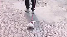 橘猫：这小日子过得，真舒服