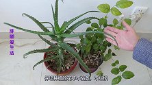不管养什么花，浇水时加点料，花草不烂根，不生虫，我也刚知道