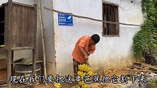 芭蕉终于熟了小辉说要卖品质，建鹏一脸茫然，一串芭蕉能卖70元