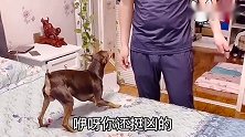 主人给鹿犬吃狗粮，狗狗居然嫌没有蛋不愿意吃，太逗了