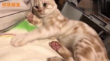 主人单身20年的手速真可怕，猫咪都被玩坏了