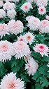 娴静优雅妩媚多情的菊花