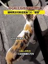 浙江丽水：猫咪被好心店主救治叼来老鼠报恩