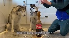 3只二哈和萌娃，首次观看曼妥思加可乐，画面非常好笑