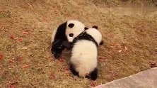 这团子rua的，看得我心潮澎湃，忍不住喊加油！