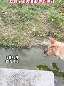 广西河池：一条好心的狗子，救起了无数条溺水的鱼儿